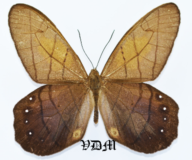 Pierella lamia picture by VDM Insecthouse with reference 0901B