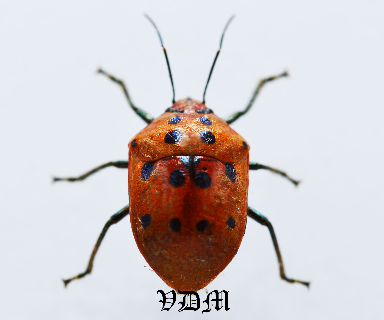 Augocoris gomesii (15mm)  Form 4 !!! picture by VDM Insecthouse with reference 0901i