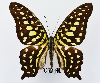 Graphium agamemnon ssp picture by VDM Insecthouse with reference 0902B
