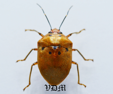 Augocoris gomesii (17mm)  Form 5 !!! picture by VDM Insecthouse with reference 0902i