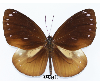 Euploea tulliolus ssp picture by VDM Insecthouse with reference 0903B