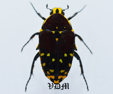 Euchroea histrionica (25mm-26mm) picture by VDM Insecthouse with reference 0903i