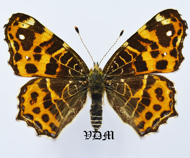 Araschnia levana levana picture by VDM Insecthouse with reference 0905B