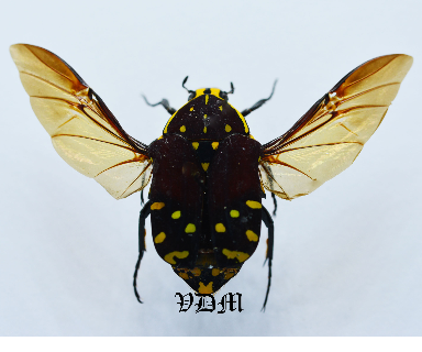 Euchroea histrionica (26mm) picture by VDM Insecthouse with reference 0905I