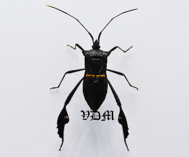 Leptoglossus spp (22mm-24mm) picture by VDM Insecthouse with reference 0906i