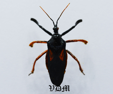 Apiomerus spp (22mm) picture by VDM Insecthouse with reference 0914i