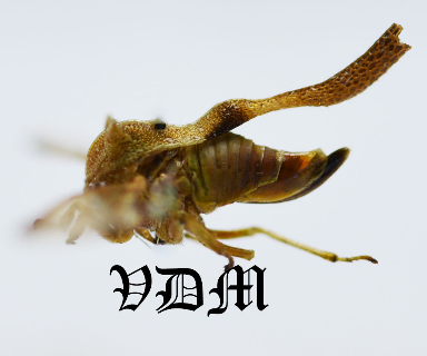 Heteronotus spp2 (10mm) photo by VDM Insecthouse with reference 0919i