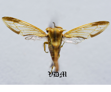 Heteronotus spp2 (10mm) picture by VDM Insecthouse with reference 0919i