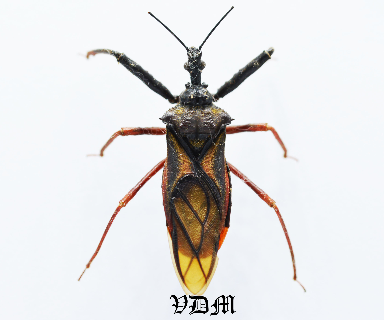 Reduviidae sp 1 (34mm) picture by VDM Insecthouse with reference 0920i
