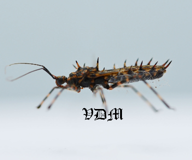 Reduviidae sp 2  (17mm) picture by VDM Insecthouse with reference 0921i