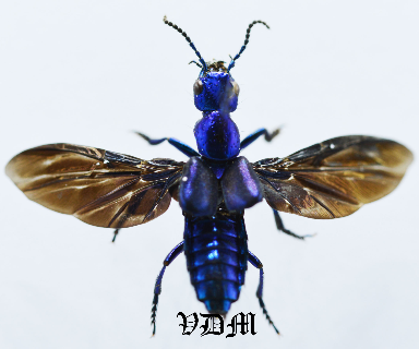 Eulissus chalybaeus (20mm) picture by VDM Insecthouse with reference 0922i