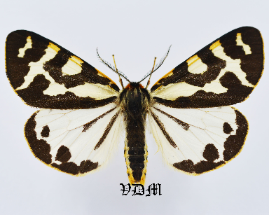 Parasemia plantaginis floccosa picture by VDM Insecthouse with reference 0924B