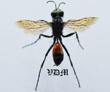 Podalonia spp   AA-  (28mm) picture by VDM Insecthouse with reference 0927i