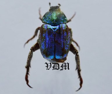 Hoplia coerulea (11mm) picture by VDM Insecthouse with reference 0929i