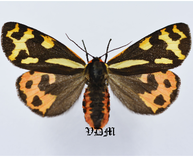 Parasemia plantaginis floccosa photo by VDM Insecthouse with reference 0930B