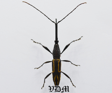 Nemorhinus myrmecophagus (34mm) photo par VDM Insecthouse avec référence 0930i