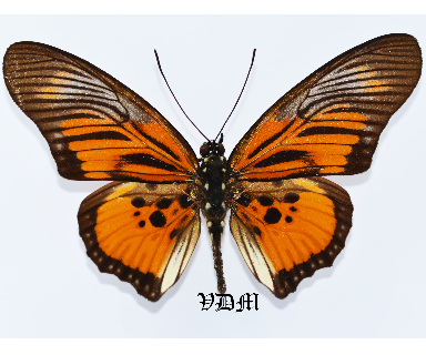 Pseudacraea clarki clarki picture by VDM Insecthouse with reference 0937B