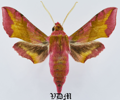 Deilephila porcellus ssp picture by VDM Insecthouse with reference 0942B