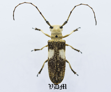 Laticranium mandibulare (26mm-33mm) picture by VDM Insecthouse with reference 0946i