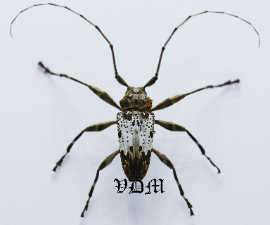 Oreodera albata (19mm) picture by VDM Insecthouse with reference 0950i