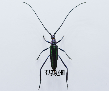 Chloridolum klaesii (25mm) picture by VDM Insecthouse with reference 0951i