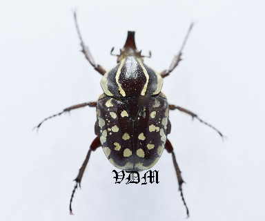 Hypselogenia nyassica (24mm) picture by VDM Insecthouse with reference 0952i