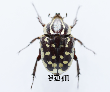 Hypselogenia nyassica (22mm) picture by VDM Insecthouse with reference 0953i
