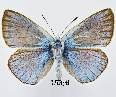 Polyommatus amandus picture by VDM Insecthouse with reference 0954B