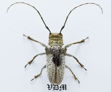 Oncideres chevrolatii (26mm) photo par VDM Insecthouse avec référence 0955i