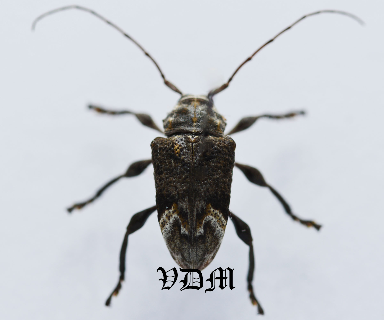Cerambycidae sp1 (13mm) picture by VDM Insecthouse with reference 0956i