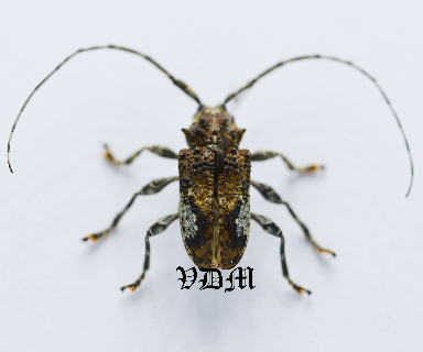 Cerambycidae sp2 (14mm) picture by VDM Insecthouse with reference 0957i