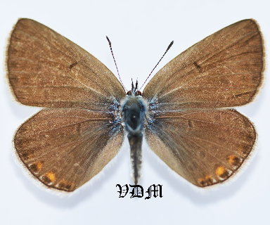 Polyommatus amandus picture by VDM Insecthouse with reference 0958B