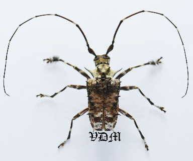 Polyrhaphis spinosa (26mm) photo par VDM Insecthouse avec référence 0958i