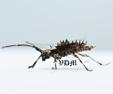 Polyrhaphis spinosa (26mm) photo par VDM Insecthouse avec référence 0958i