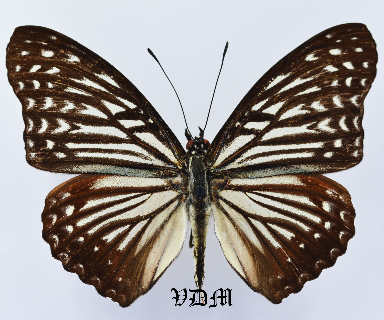 Hestina nama nama picture by VDM Insecthouse with reference 0965B