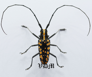 Taeniotes farinosus (24mm) picture by VDM Insecthouse with reference 0967i