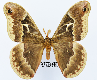 Callosamia angulifera picture by VDM Insecthouse with reference 0968B