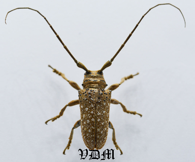 Hoplistonychus bondari (24mm) picture by VDM Insecthouse with reference 0968i
