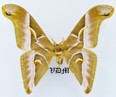 Samia insularis picture by VDM Insecthouse with reference 0970B