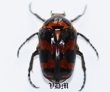 Sternoplus schaumi  (25mm) picture by VDM Insecthouse with reference 0971i