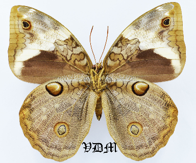 Opsiphanes tamarindi tamarindi picture by VDM Insecthouse with reference 0972B