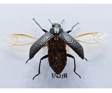 Phymatestes spp (24mm) picture by VDM Insecthouse with reference 0972i