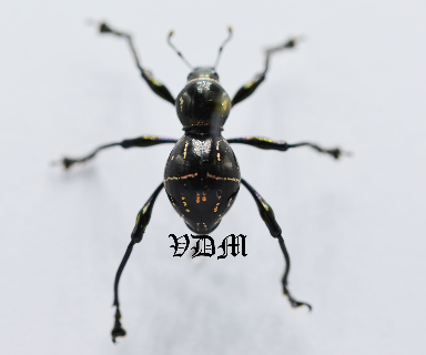 Pachyrrhynchus nobilis (13mm)  BROWN FORM!!! photo par VDM Insecthouse avec référence 0973i