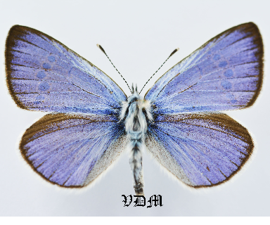 Glaucopsyche alexis alexis picture by VDM Insecthouse with reference 0974B