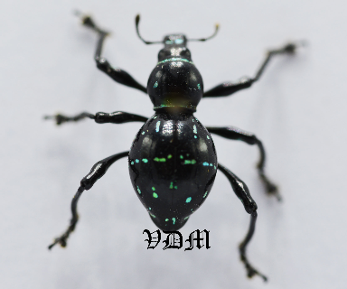 Pachyrrhynchus nobilis (14mm-15mm)  Green FORM!!! photo par VDM Insecthouse avec référence 0974i