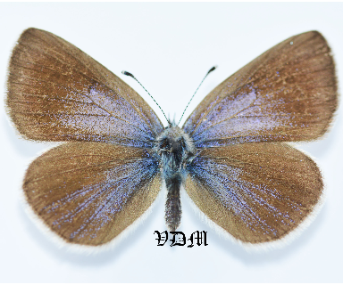 Glaucopsyche alexis alexis picture by VDM Insecthouse with reference 0976B