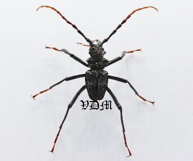 Prionacalus woytkowskii (30mm-31mm) photo par VDM Insecthouse avec référence 0976i