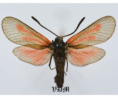 Zygaena brizae vesubiana picture by VDM Insecthouse with reference 0978B