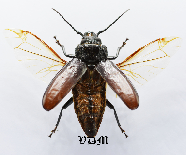 Mallodon spp (54mm) photo par VDM Insecthouse avec référence 0978i