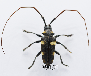 Cereopsius cabigasi  (21mm) photo par VDM Insecthouse avec référence 0979i